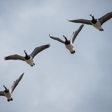 Tiengemeten